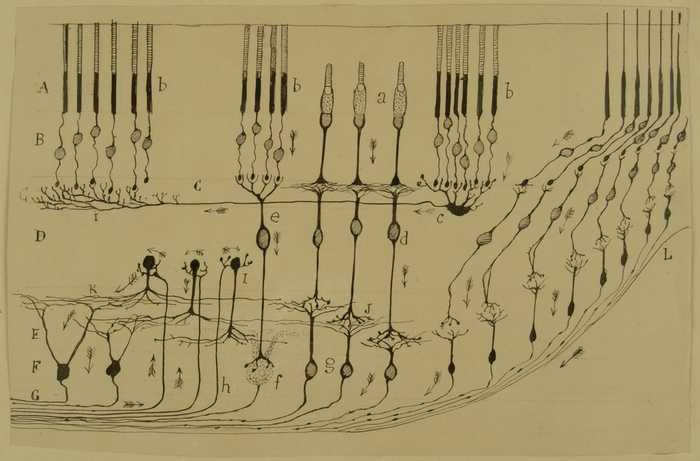 An illustration of cells in the retina by neuroscientist Santiago Ramón y Cajal (1902). The "pooling" of rod cells (labeled "b") into other cell types ("c" and "e") is shown on the top half. The 1:1 connections of cones ("a") are also shown. Source: cell.com